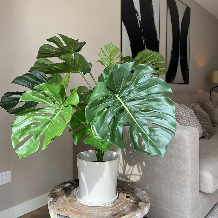 Immagine prodotto Plant in a Box Monstera - (85 cm)