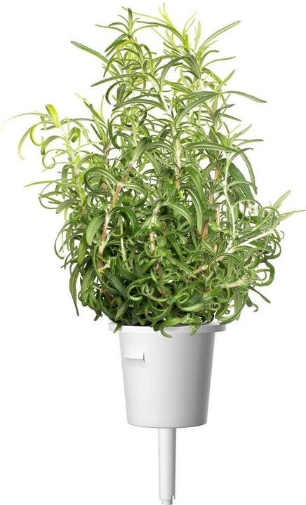 Immagine prodotto Click and Grow Rosmarino (Semi di erbe)