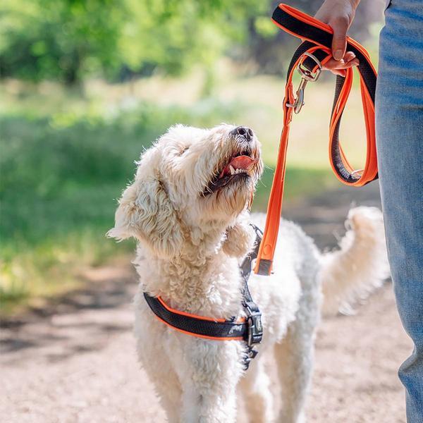 Immagine prodotto Nobby Imbracatura norvegese a rete Prenota (L, Cane, Generale)