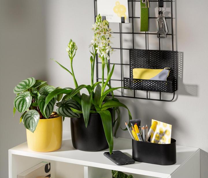 Produktbild Scheurich Blumentopf Ebano 16 cm, Schwarz (17.60 x 17.60 x 16 cm)