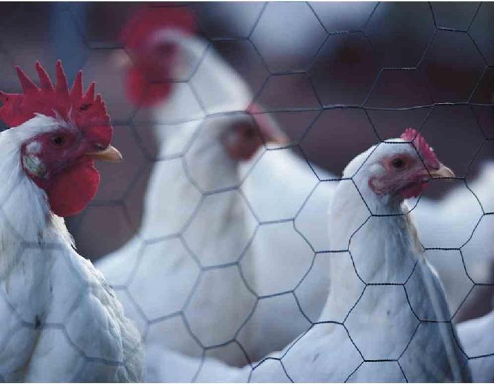 Actual product image Betafence Hexagonal mesh, galvanised, 1000 mm height, 10 m roll, 13 mm mesh size