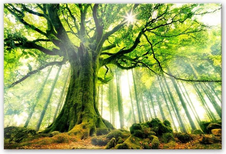 Immagine prodotto Trenddeko Kiciak - Foresta delle fiabe (60 x 40 cm)