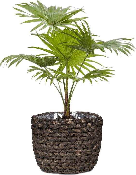 Immagine prodotto Scheurich Giacinto d'acqua 28, fioriera/vaso in vimini in giacinto d'acqua Colore: Marrone, 28 (28 cm)