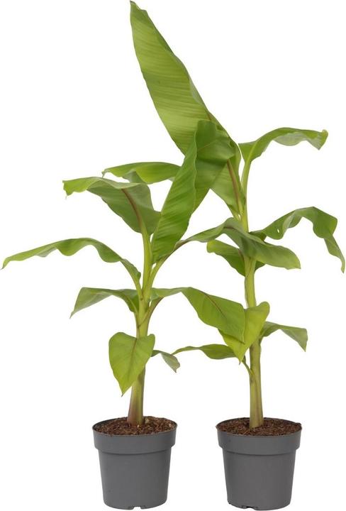 Produktbild Plant in a Box Musa Basjoo - 2er-Set Bananenpflanzen (55 cm)