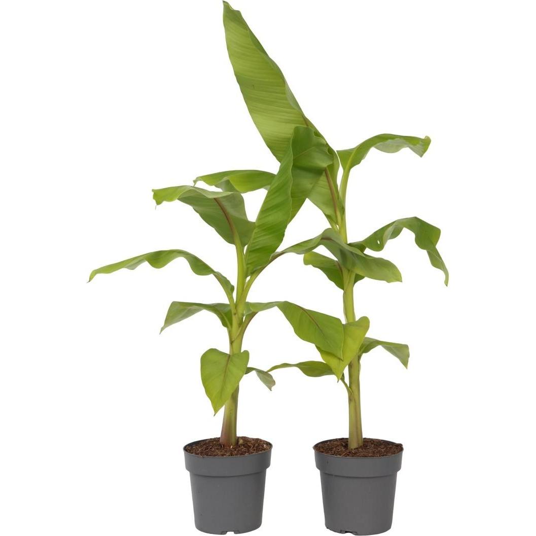 Plant in a Box, Pflanzen, Musa Basjoo - 2er-Set Bananenpflanzen (55 cm)
