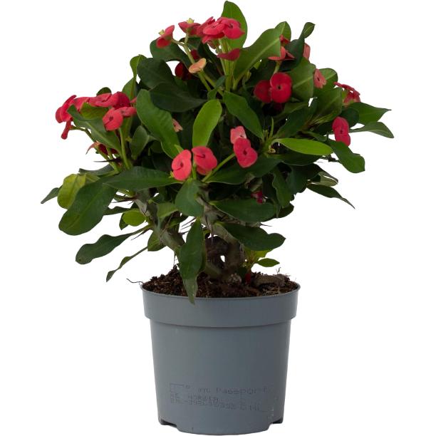 Plant in a Box, Pflanzen, Euphorbia Milii - Honigheuschrecke (25 cm)