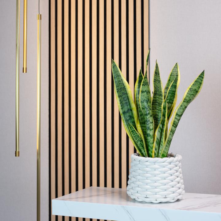 Actual product image Flowerbox Curved hemp - Sansevieria trifasciata Laurentii (35 cm)