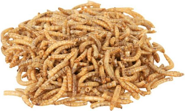 Actual product image Trixie mealworms (1 x, 0.07 kg)