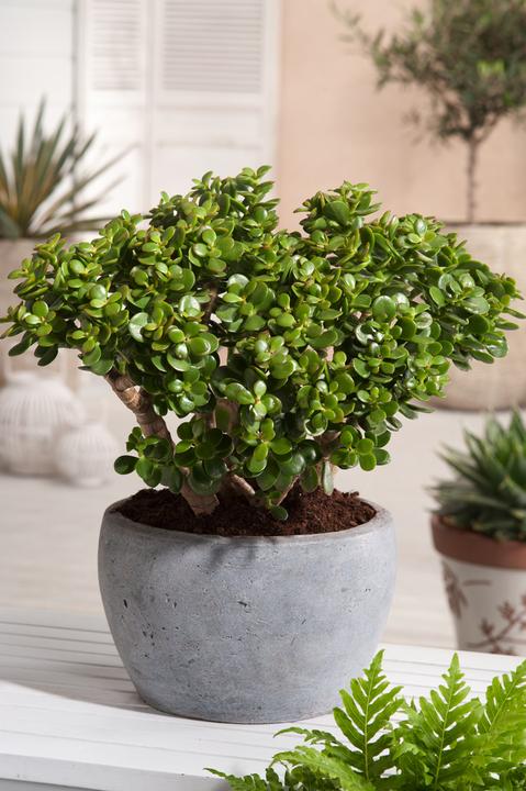 Immagine prodotto Plant in a Box Crassula ovata Minor - Pianta di giada (30 cm)