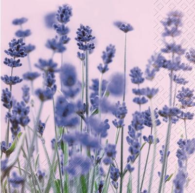 Stewo Violet violett (20 pcs, 33 x 33 cm)