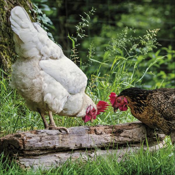 Produktbild Hhner 2026 (30 x 30 cm)