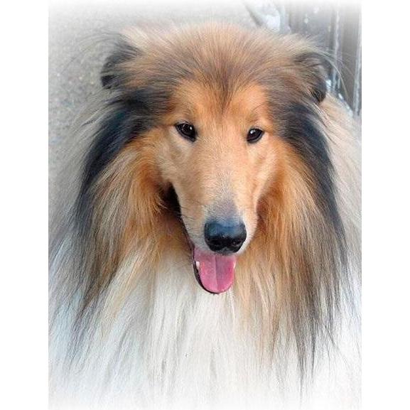 Norimpex 5D-Diamantmosaik - Lassie 40x30cm