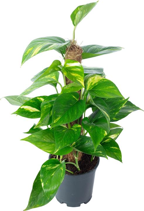 Actual product image Flowerbox Golden pothos on moss stick - height ca. 50 cm, pot-Ø 15 cm - Epipremnum aureum (50 cm)