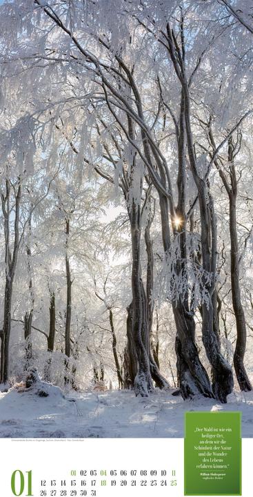 Produktbild Mythos Wald - Literatur-Kalender 2026