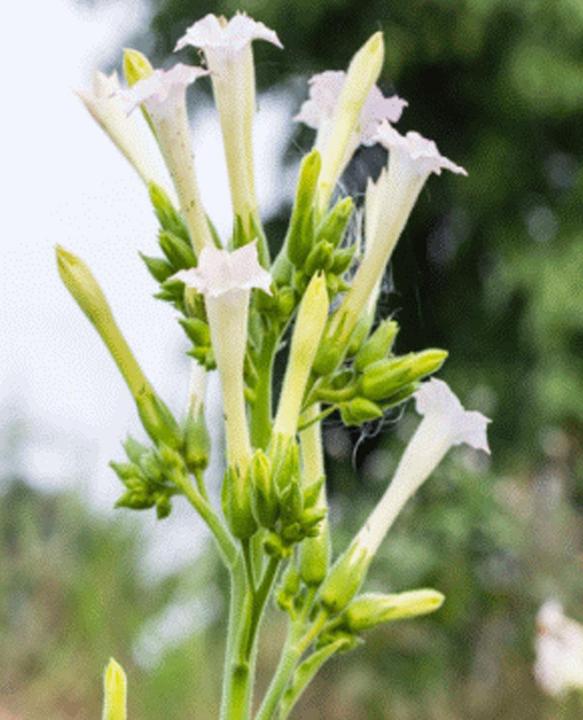 Actual product image Tropica White mountain tobacco (Nicotiana Sylvestris Alba) (Plant seeds)