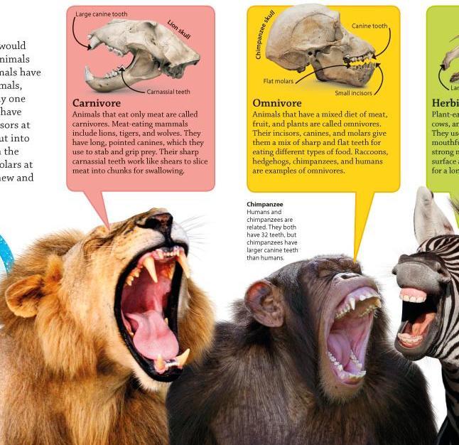 Produktbild Animals (Englisch, Andrea, DK, Katie(Dr.), Mills, Parsons, 2016)
