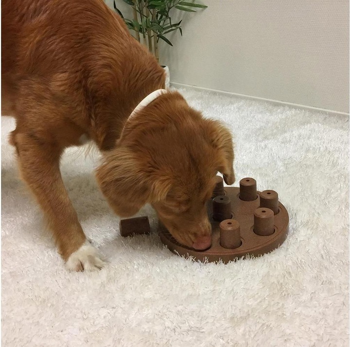 Produktbild Nina Ottosson Dog Smart CompositeLevel 1 (Intelligenzspielzeug Hund)
