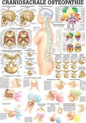 Produktbild Ruediger RÜDIGER Mini-Poster Craniosacrale Osteopathie 23 x 33 de (23 x 33 cm)