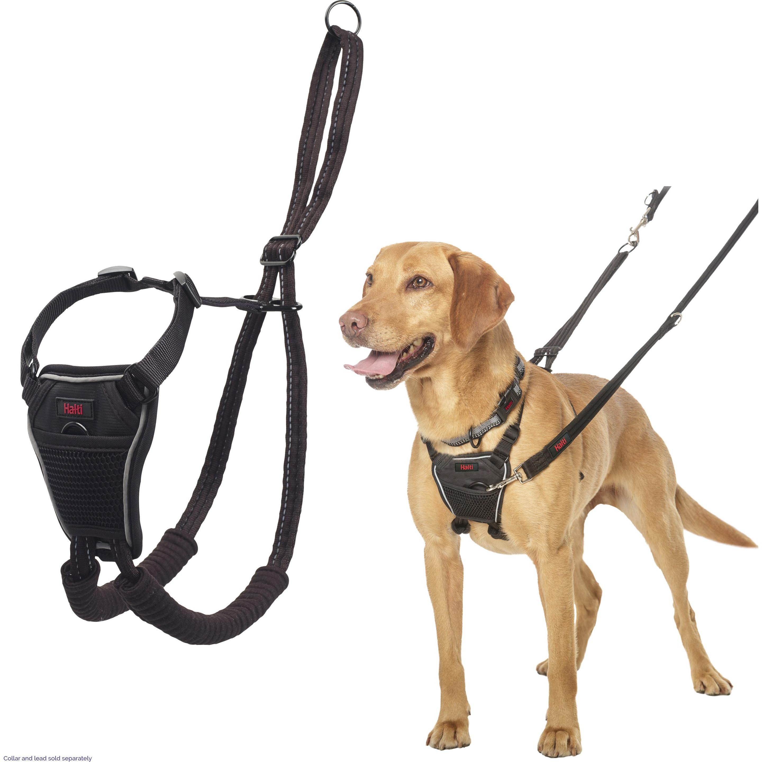 Company Of Animals Nero Halti No Pull (M, Cane, Passeggiare, Sport Cane), Collare + Guinzaglio