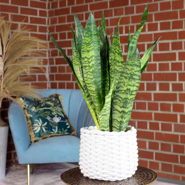 Immagine prodotto Flowerbox Canapa dell'arco - Sansevieria zeylanica (65 cm)