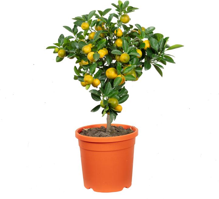 Image du produit Flowerbox Orange de Calamondin - Citrofortunella microcarpa (46 cm)