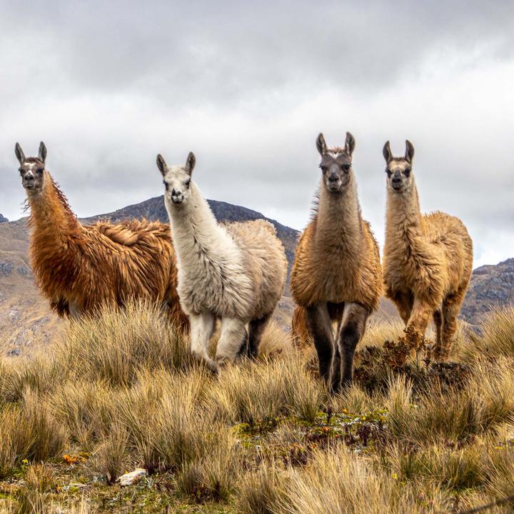 Actual product image Lotus Bettwaren Alpaca Duvet (1350 g, 160 x 240 cm)