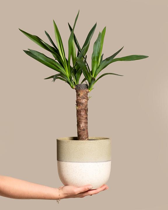 Produktbild feey Kleine Yucca (70 cm, Frisch umgetopft)