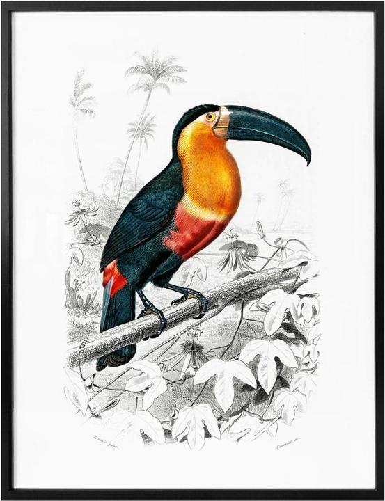 Image du produit Trenddeko Toucan (40 x 50 cm)