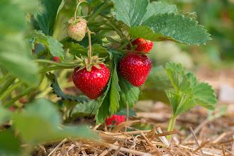 Image du produit Zollinger Bio plant, fraise, Karima (100 cm)