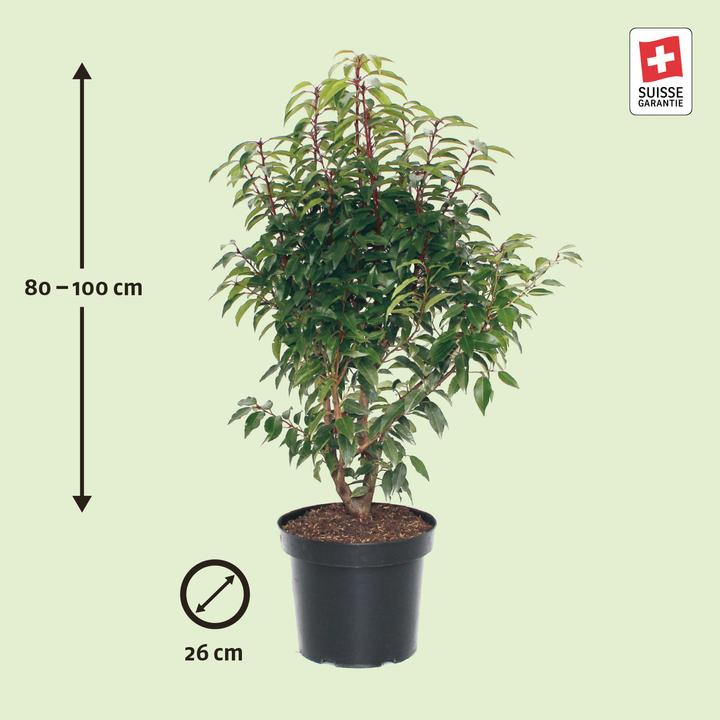 Produktbild Zulauf Portugiesischer Kirschlorbeer / Prunus lusi. 'Angustifolia' (100 cm)