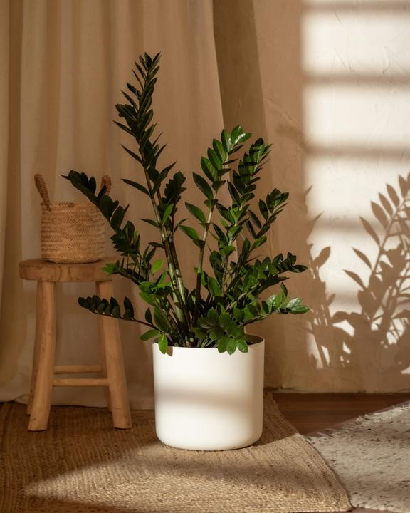 Image du produit feey Glücksfeder XL (100 cm, Fraîchement rempotés)