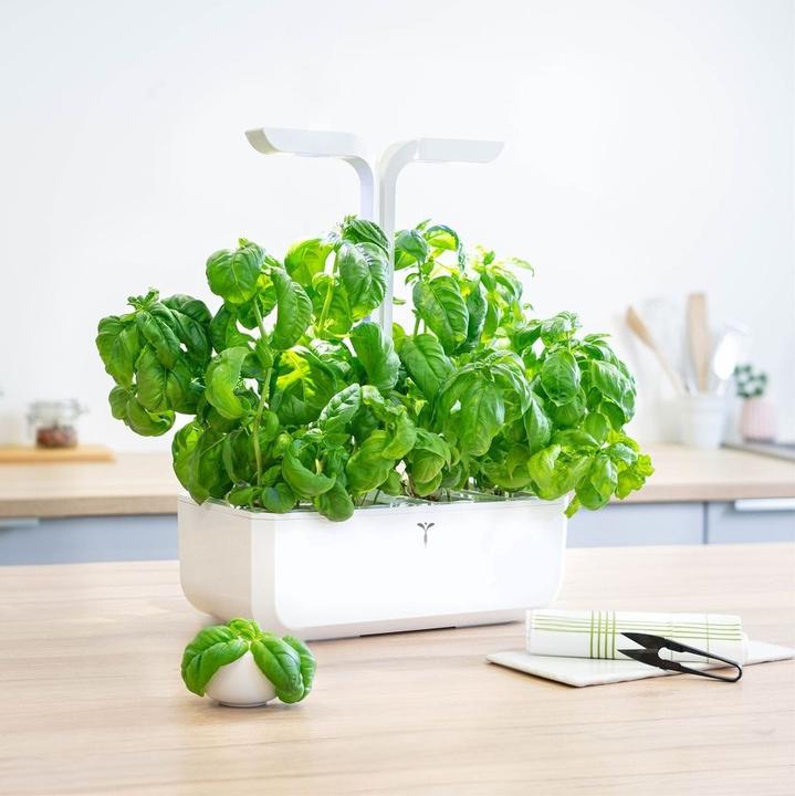 Immagine prodotto Véritable Bio-Basilikum (Semi di erbe)