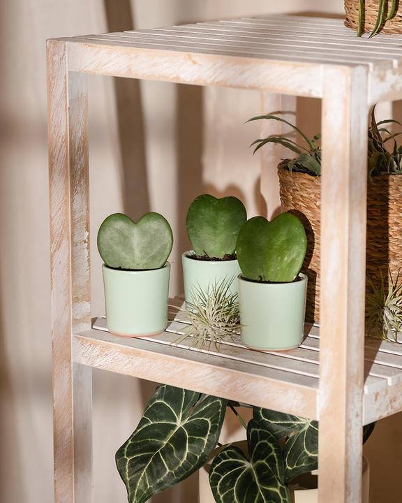 Image du produit feey Herzblatt-Trio (5 cm)