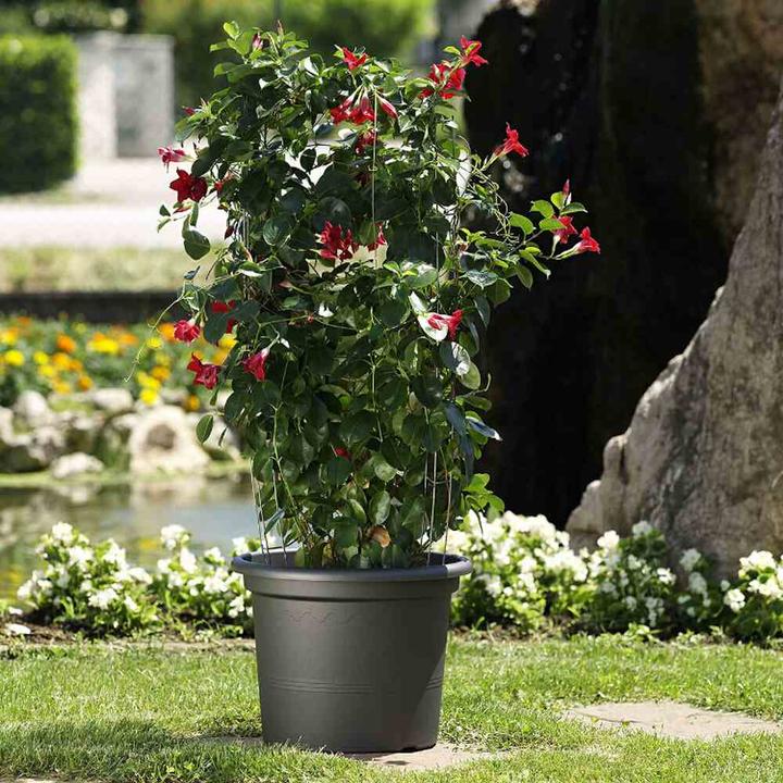 Actual product image Euro3plast Geo (25 cm)