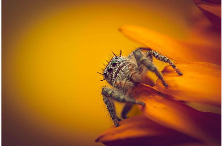 Image du produit Venus Optic 90mm f/2.8 2x Ultra Macro APO Nikon Z (Nikon Z, Plein format)