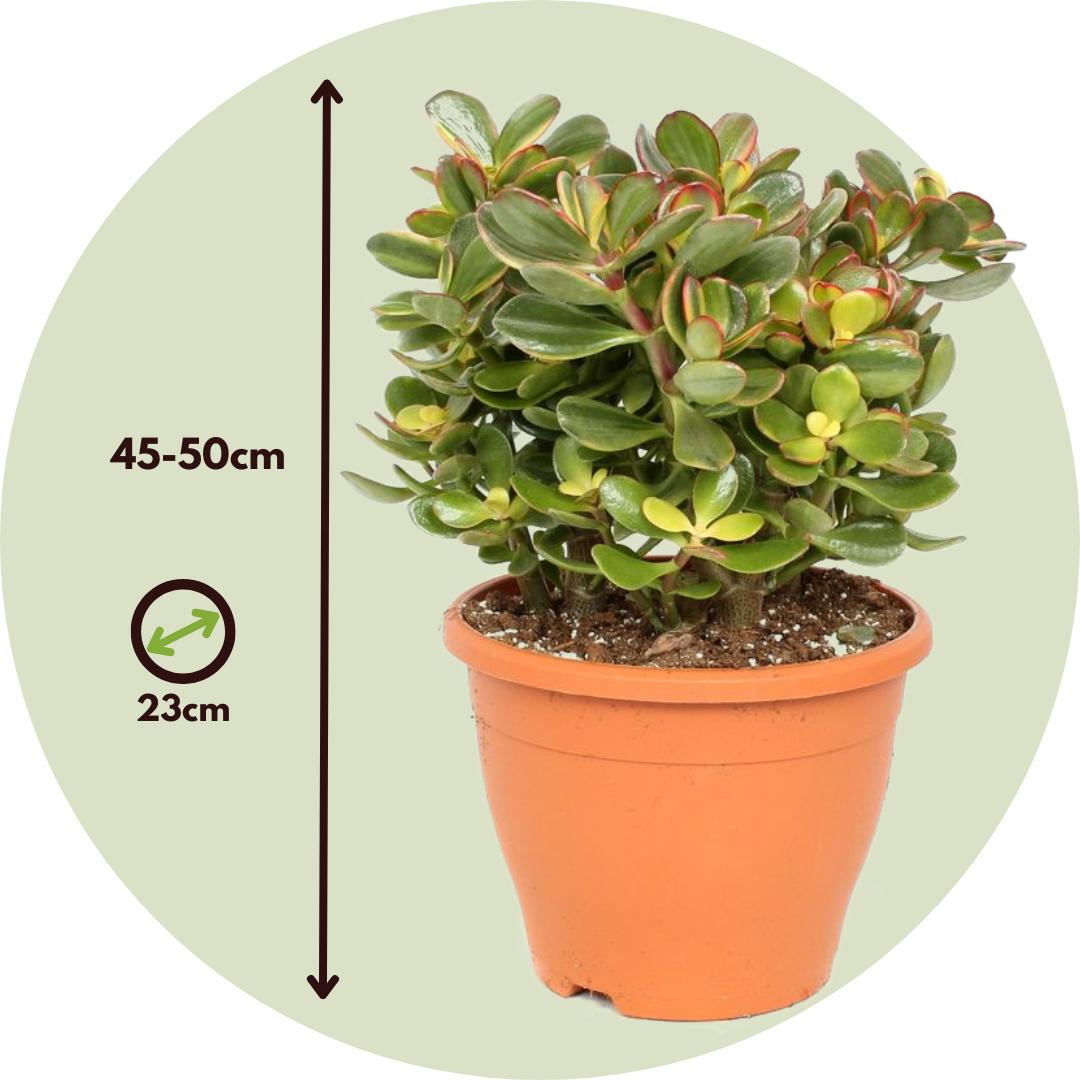 Thumbnail - Plant in a Box, Pflanzen, Crassula ovata Sunset - Jadepflanze (45 cm)