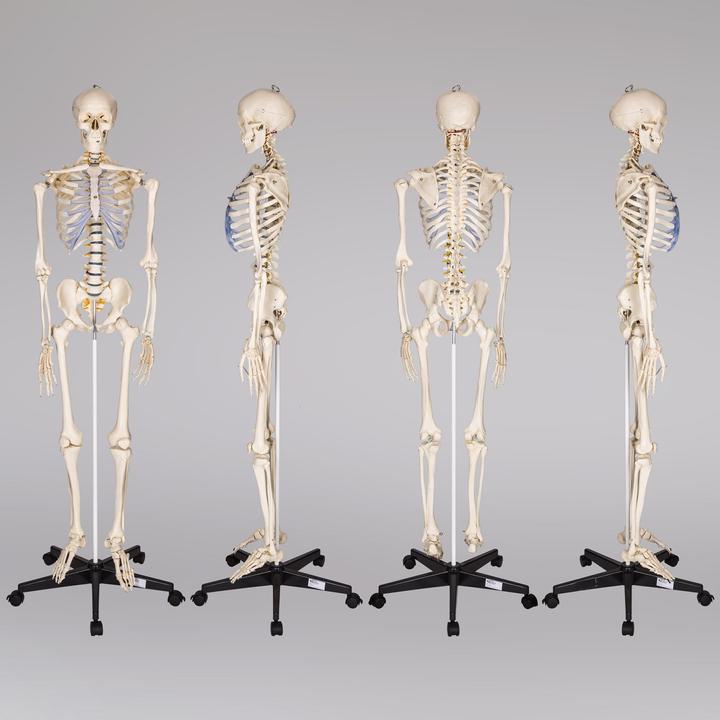 Immagine prodotto tectake Anatomia scheletrica