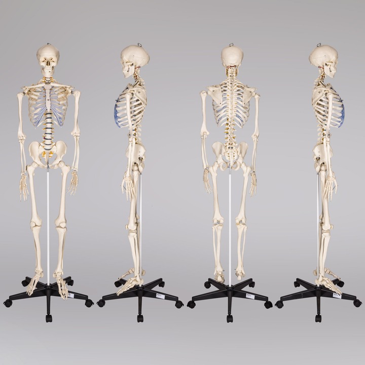 Immagine prodotto tectake Anatomia scheletrica
