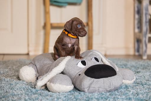 Productafbeelding Beeztees Boomby (Puppy speelgoed)