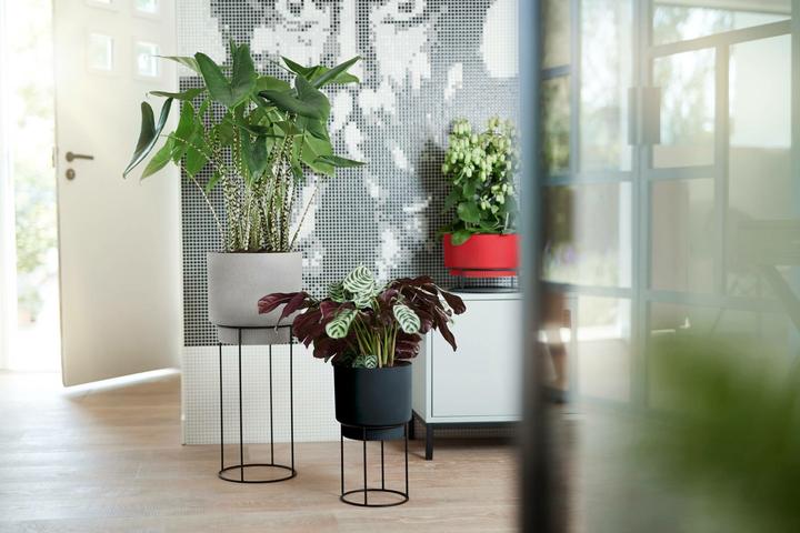 Immagine prodotto Elho B. per lo studio (22 cm)