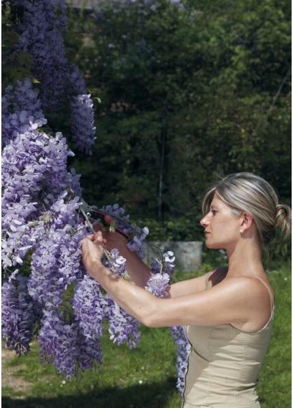 Immagine prodotto Felco Cesoie da potatura