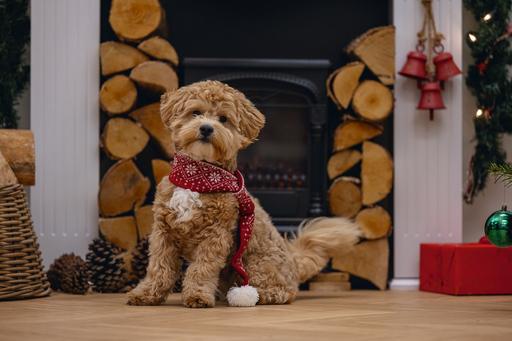 Image du produit Beeztees Peluche de Noël (Bandana pour chien)
