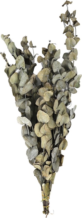 Image du produit Dijk Eucalyptus - Eucalyptus (Fleurs séchées)