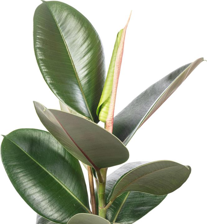 Actual product image Flowerbox Rubber tree - Ficus elastica Robusta (50 cm)