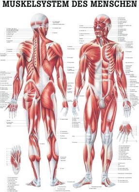 Image du produit Ruediger RÜDIGER Planche didactique système musculaire 70 x 100 fr (70 x 100 cm)