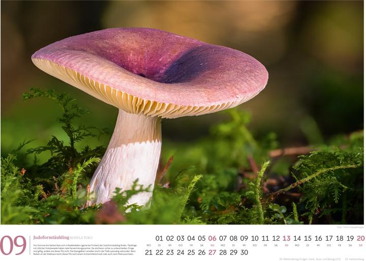 Actual product image Pilze Kalender 2026