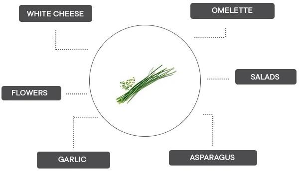 Produktbild Véritable Bio-Schnittlauch (Kräutersamen)