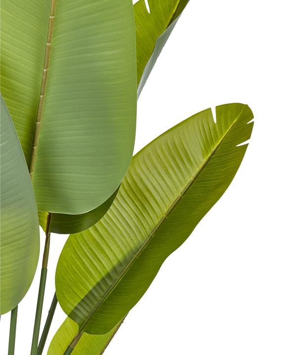 Immagine prodotto Beliani Banana Tree (187 cm)