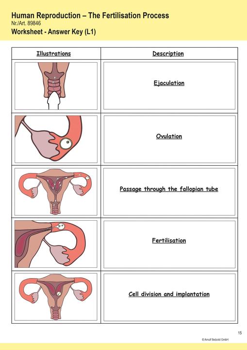 Produktbild Betzold Ein Kind entsteht