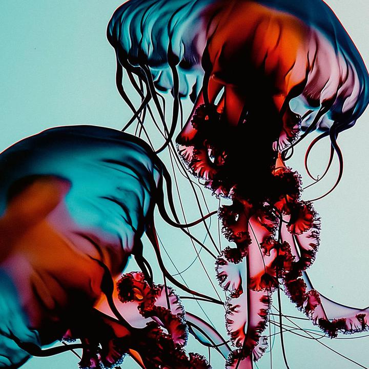 Immagine prodotto Mantle The Hydra Pads